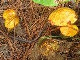 Suillus americanus image
