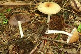 Psathyrella spadiceogrisea image
