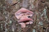 Fomitopsis cajanderi image