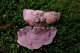Fomitopsis cajanderi image