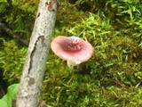 Russula fragilis image