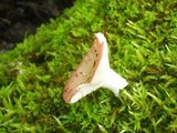 Russula fragilis image