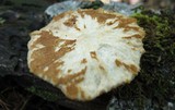 Polyporus ciliatus image