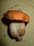 Tylopilus balloui image