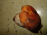 Gyroporus ballouii image