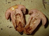 Gyroporus ballouii image