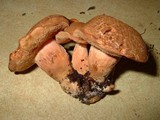 Tylopilus balloui image