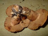Gyroporus ballouii image