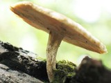 Polyporus ciliatus image