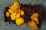 Lachnellula flavovirens image