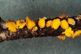 Lachnellula flavovirens image