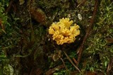 Ramaria cystidiophora image