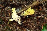 Ramaria cystidiophora image