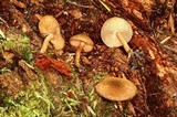 Inocybe lanuginosa image