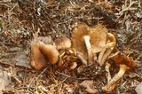 Pholiota terrestris image