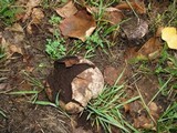 Mycenastrum corium image