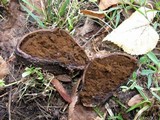 Mycenastrum corium image