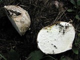 Mycenastrum corium image