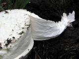Mycenastrum corium image