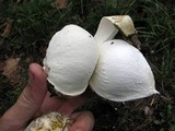 Mycenastrum corium image