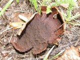 Mycenastrum corium image