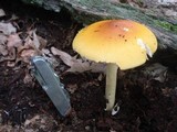 Amanita banningiana image