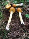 Amanita banningiana image