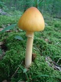 Amanita banningiana image