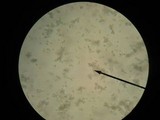 Mycena rutilantiformis image