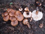 Tricholoma aurantium image