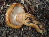 Tricholoma aurantium image
