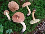 Xerocomus hortonii image