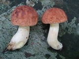 Xerocomus hortonii image