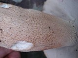 Boletus variipes image