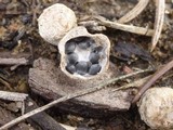 Cyathus olla image