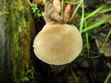 Pluteus longistriatus image