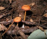 Entoloma unicolor image