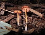 Entoloma unicolor image