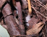 Entoloma unicolor image