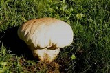 Calvatia cyathiformis image