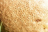 Calvatia cyathiformis image