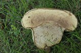 Calvatia cyathiformis image