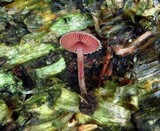 Melanophyllum haematospermum image