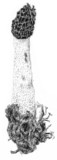 Phallus hadriani image