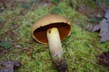 Boletus vermiculosoides image