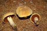 Boletus vermiculosoides image