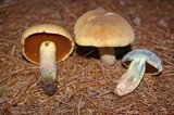 Boletus vermiculosoides image