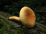 Lactarius hygrophoroides image