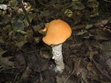Leccinum aurantiacum image