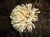 Tremellodendron pallidum image